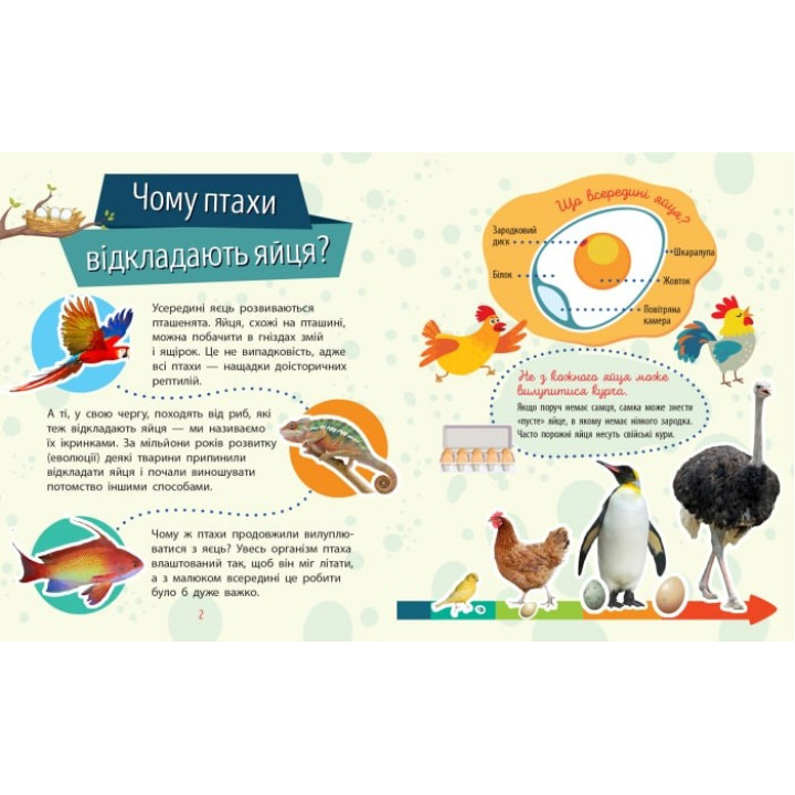 Чомусики : Тварини